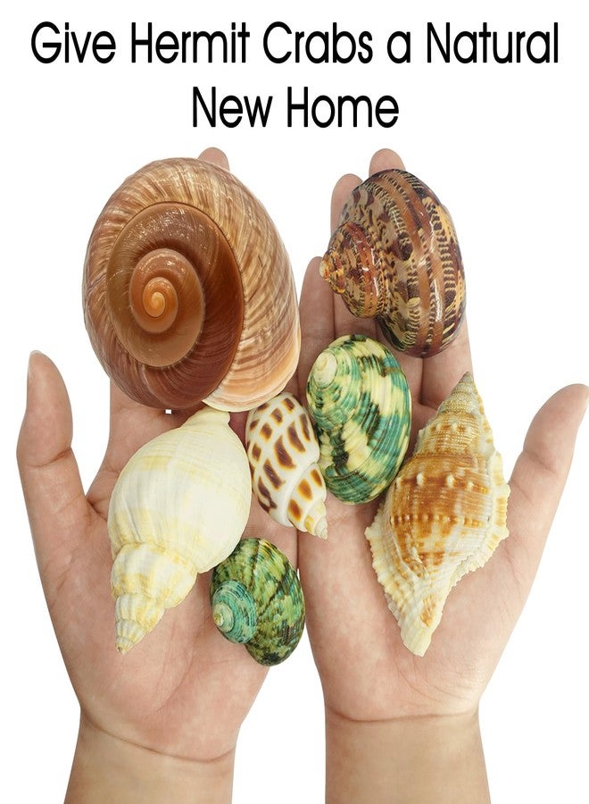 MOASIOP 7PCS Medium Large Hermit Crab Shells | Natural Sea Conch Size 2"-2.8" | Mixed Turbo Seashells Set for Small to Medium Hermit Crab Supplies, Saltwater Crab Habitat and Beach Decor Sea Shells - Image 3